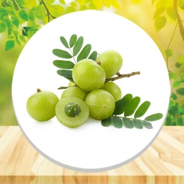 Manufacturers of Natural Amla Powder in Malaysia