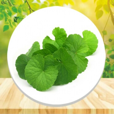 Saudi Arabia Suppliers of Brahmi Powder for Hair