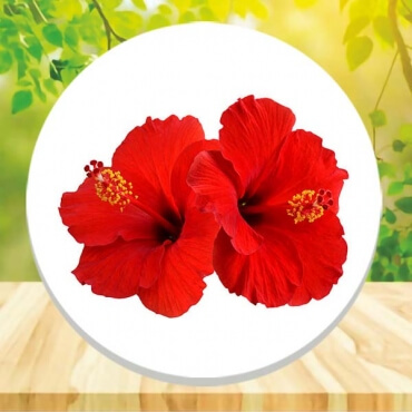 Ethiopia Distributors of Hibiscus Facepack